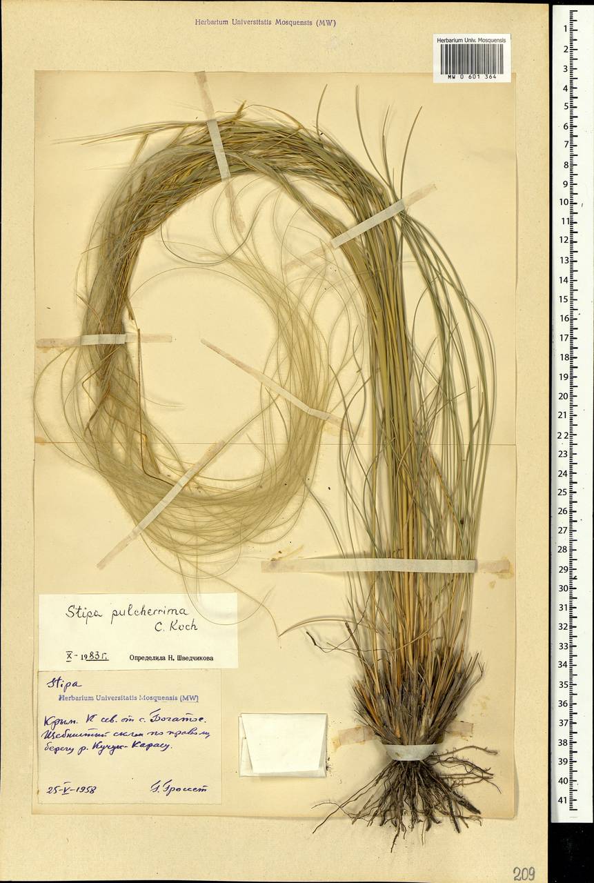 Stipa pulcherrima K.Koch, Crimea (KRYM) (Russia)