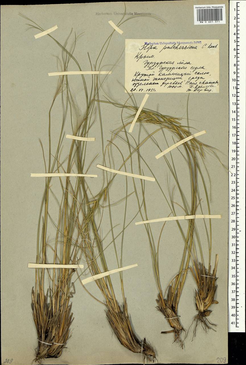 Stipa pulcherrima K.Koch, Crimea (KRYM) (Russia)