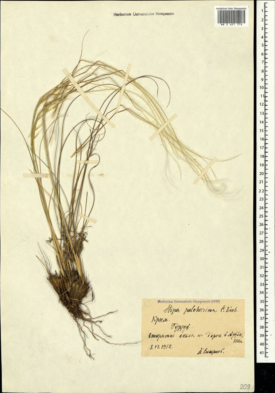 Stipa pulcherrima K.Koch, Crimea (KRYM) (Russia)
