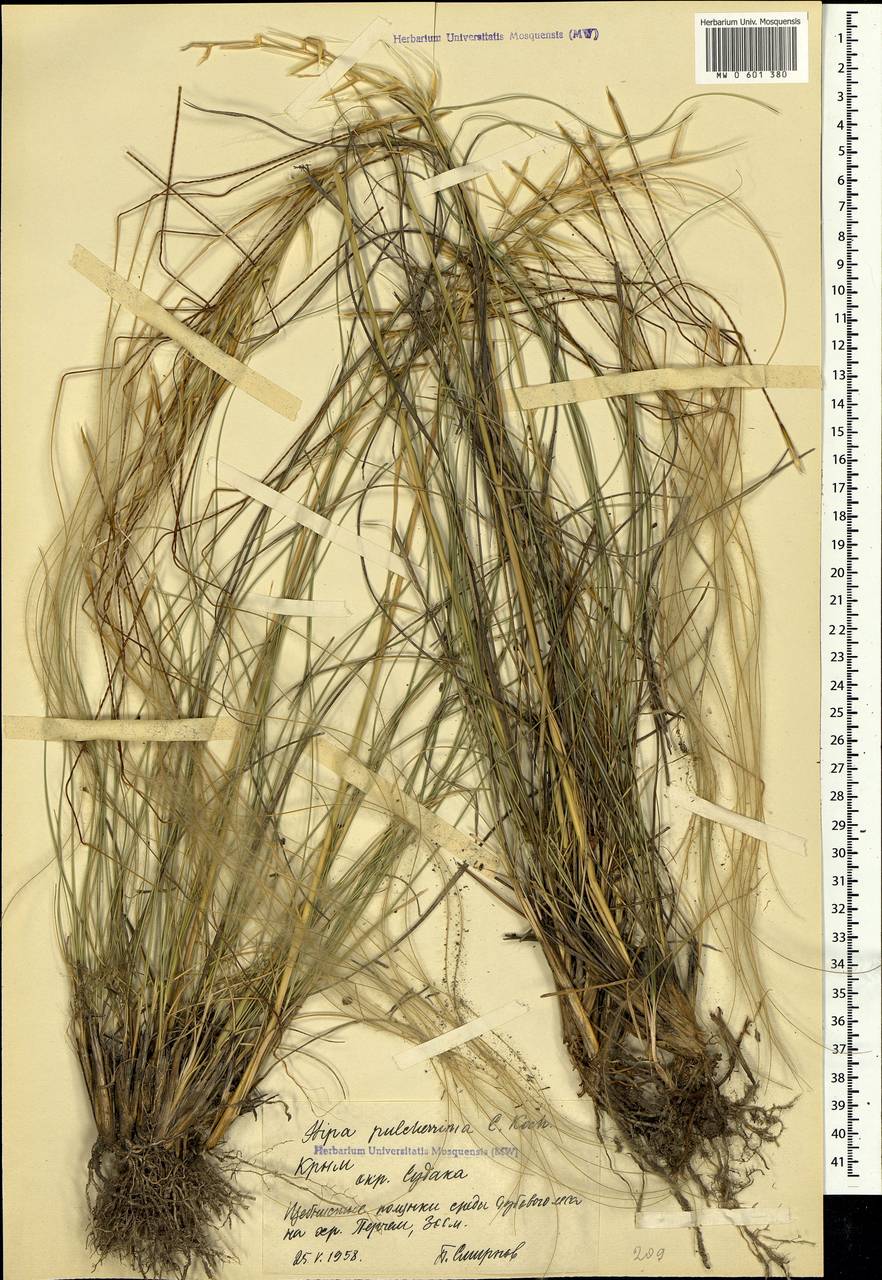 Stipa pulcherrima K.Koch, Crimea (KRYM) (Russia)