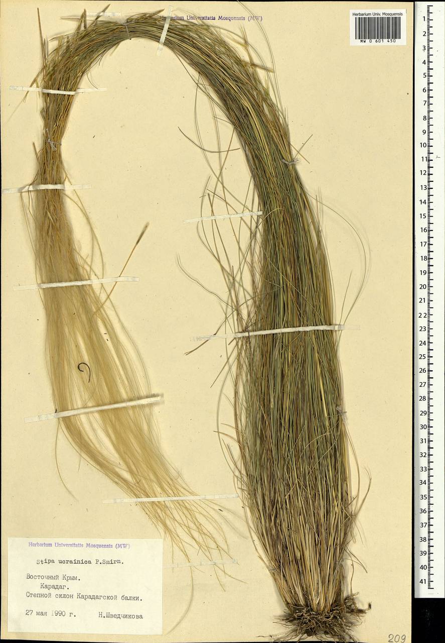 Stipa ucrainica P.A.Smirn., Crimea (KRYM) (Russia)