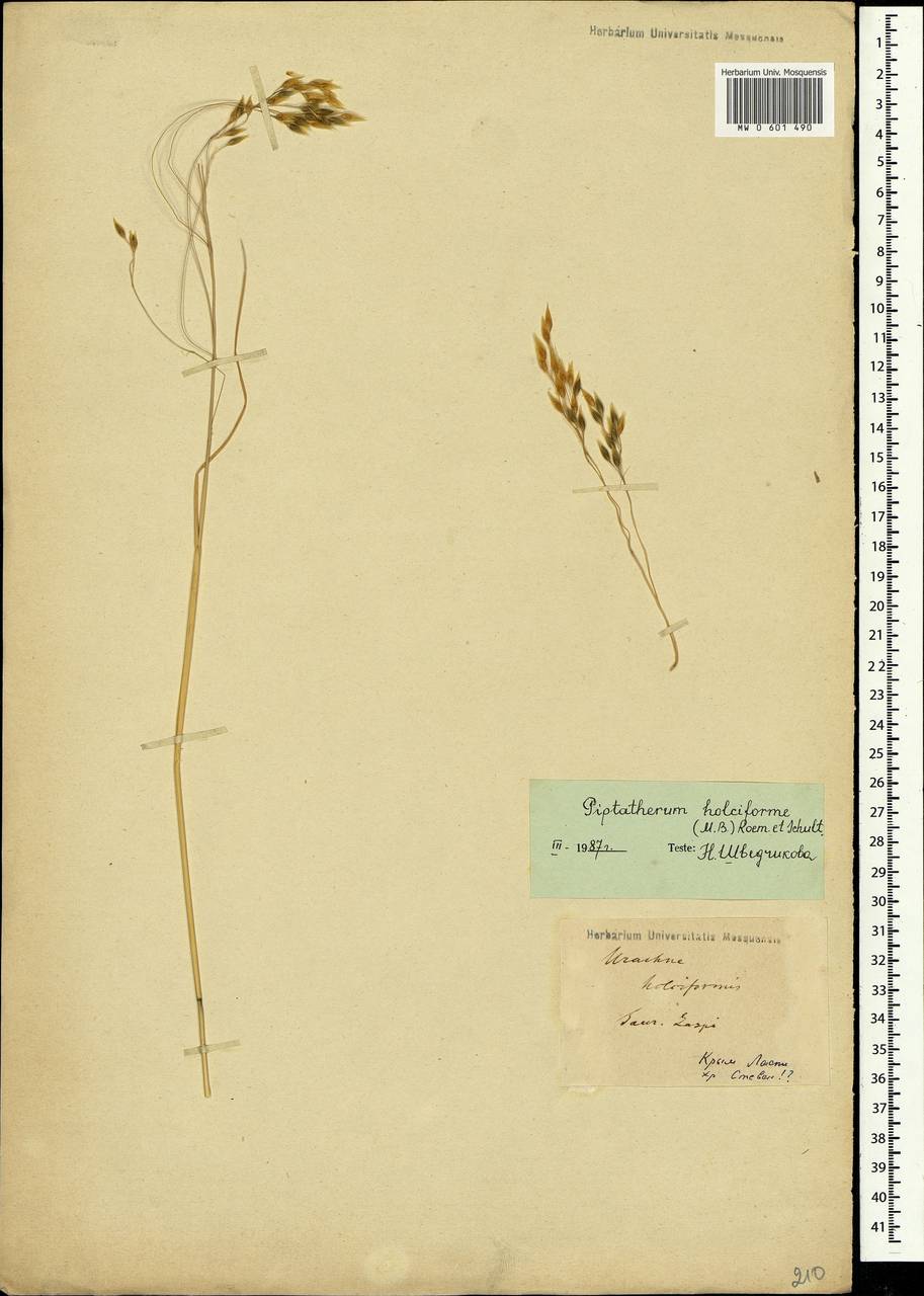 Piptatherum holciforme (M.Bieb.) Roem. & Schult., Crimea (KRYM) (Russia)