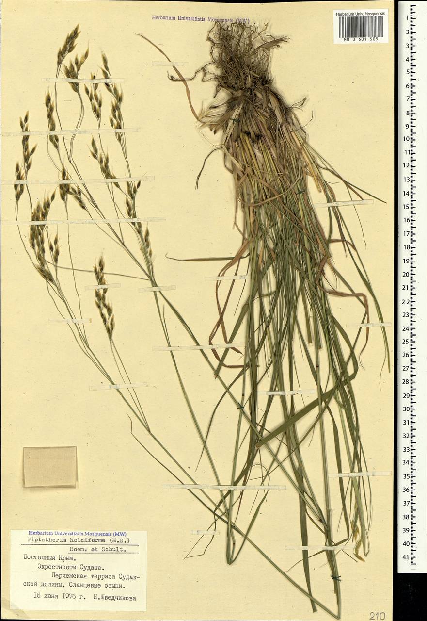 Piptatherum holciforme (M.Bieb.) Roem. & Schult., Crimea (KRYM) (Russia)