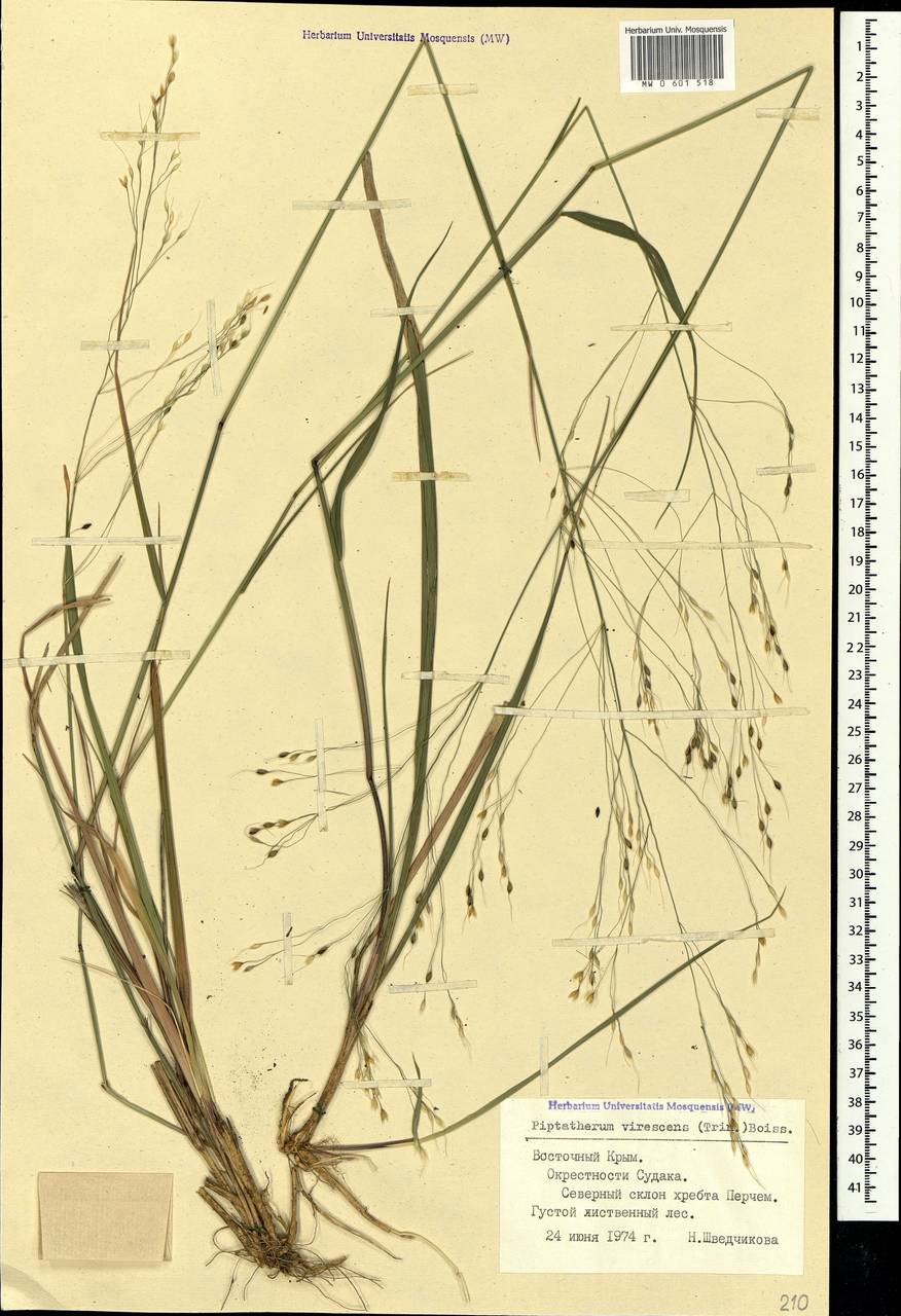 Achnatherum virescens (Trin.) Banfi, Galasso & Bartolucci, Crimea (KRYM) (Russia)