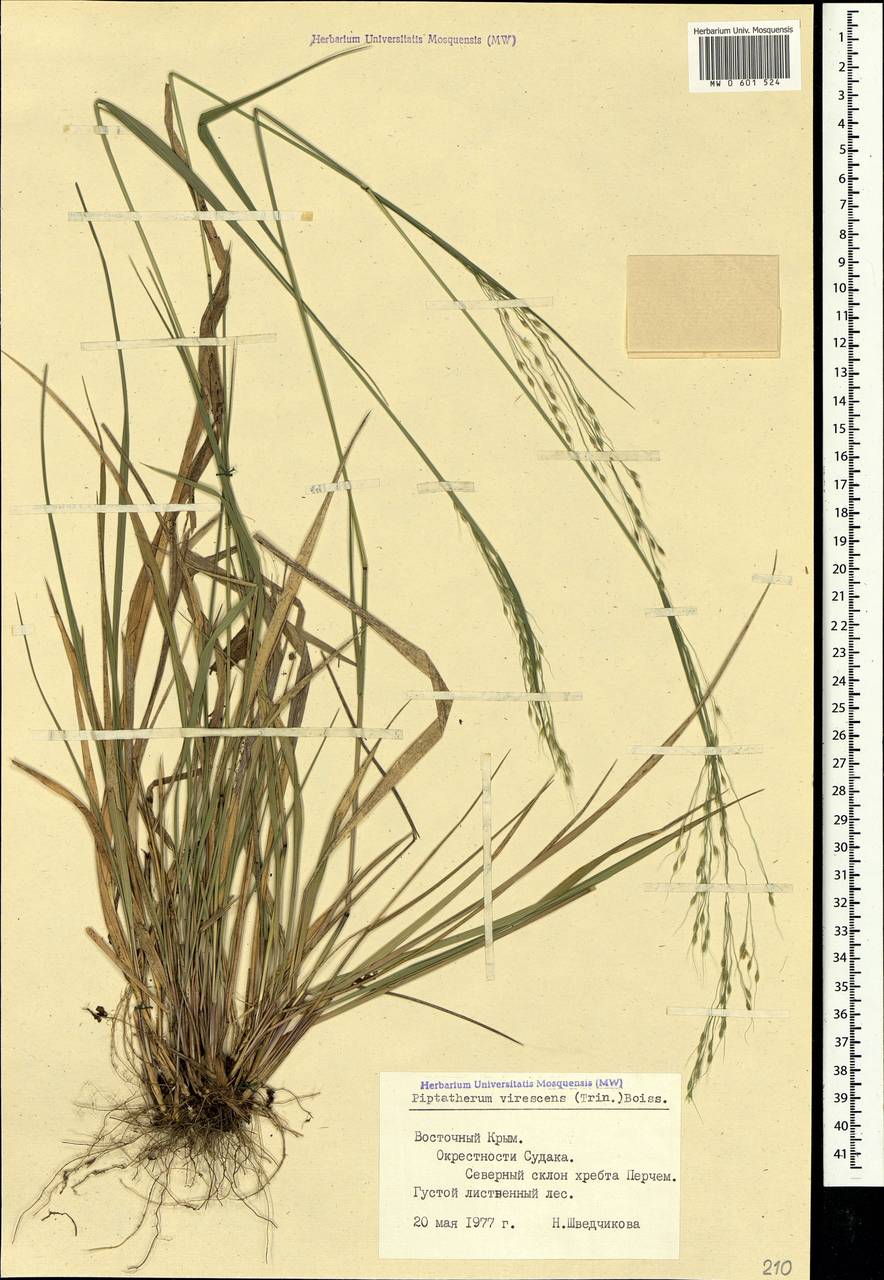 Achnatherum virescens (Trin.) Banfi, Galasso & Bartolucci, Crimea (KRYM) (Russia)
