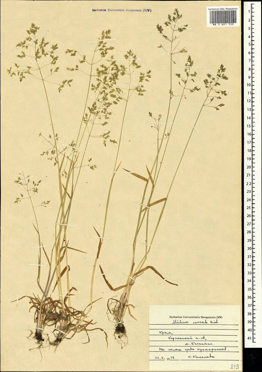 Milium vernale M.Bieb., Crimea (KRYM) (Russia)