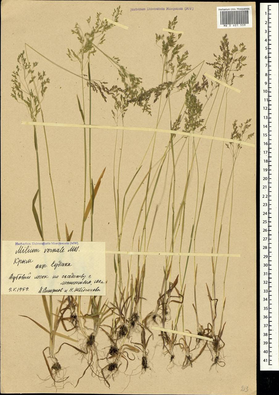 Milium vernale M.Bieb., Crimea (KRYM) (Russia)