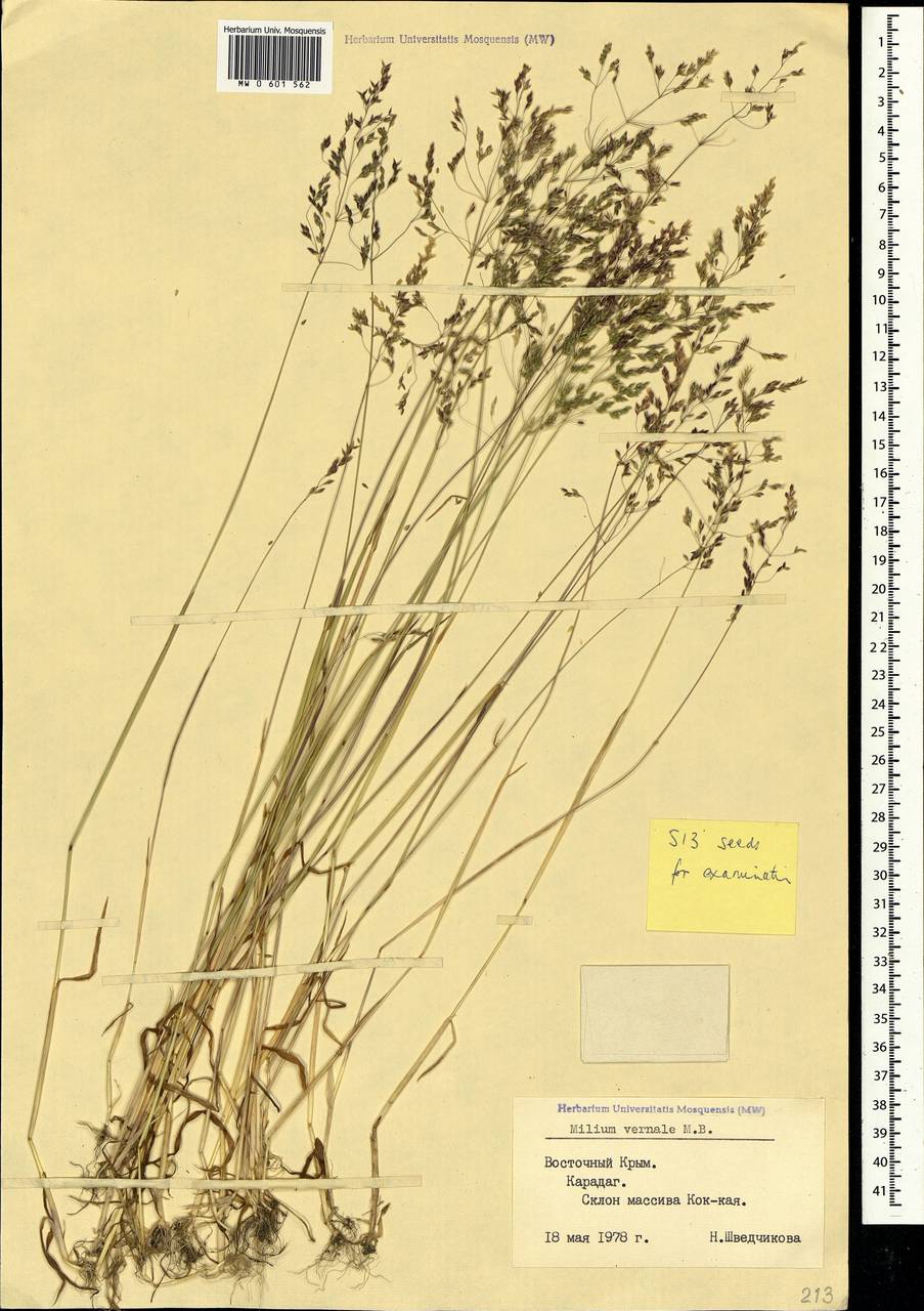 Milium vernale M.Bieb., Crimea (KRYM) (Russia)