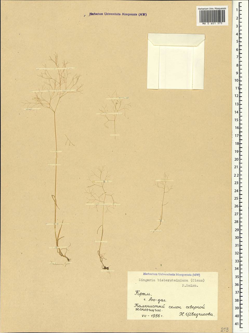 Colpodium biebersteinianum (Claus) Röser & Tkach, Crimea (KRYM) (Russia)