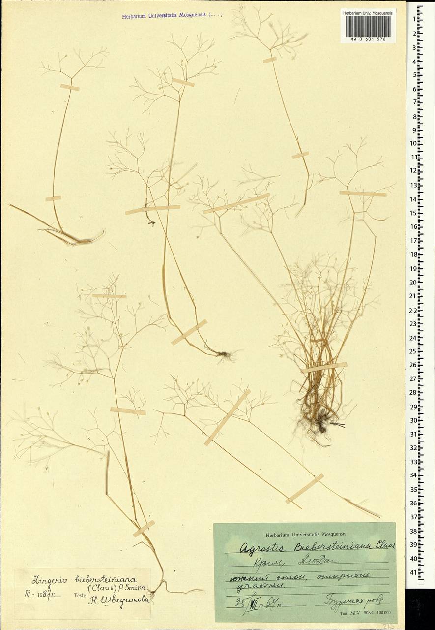 Colpodium biebersteinianum (Claus) Röser & Tkach, Crimea (KRYM) (Russia)