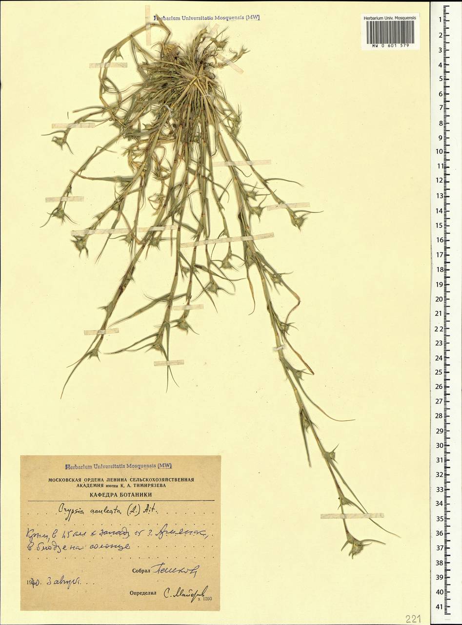 Sporobolus aculeatus (L.) P.M.Peterson, Crimea (KRYM) (Russia)