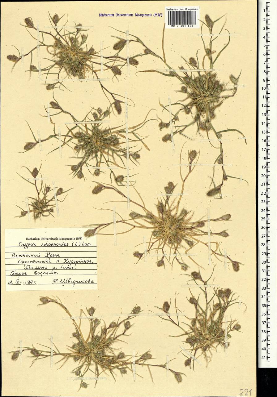 Sporobolus schoenoides (L.) P.M.Peterson, Crimea (KRYM) (Russia)