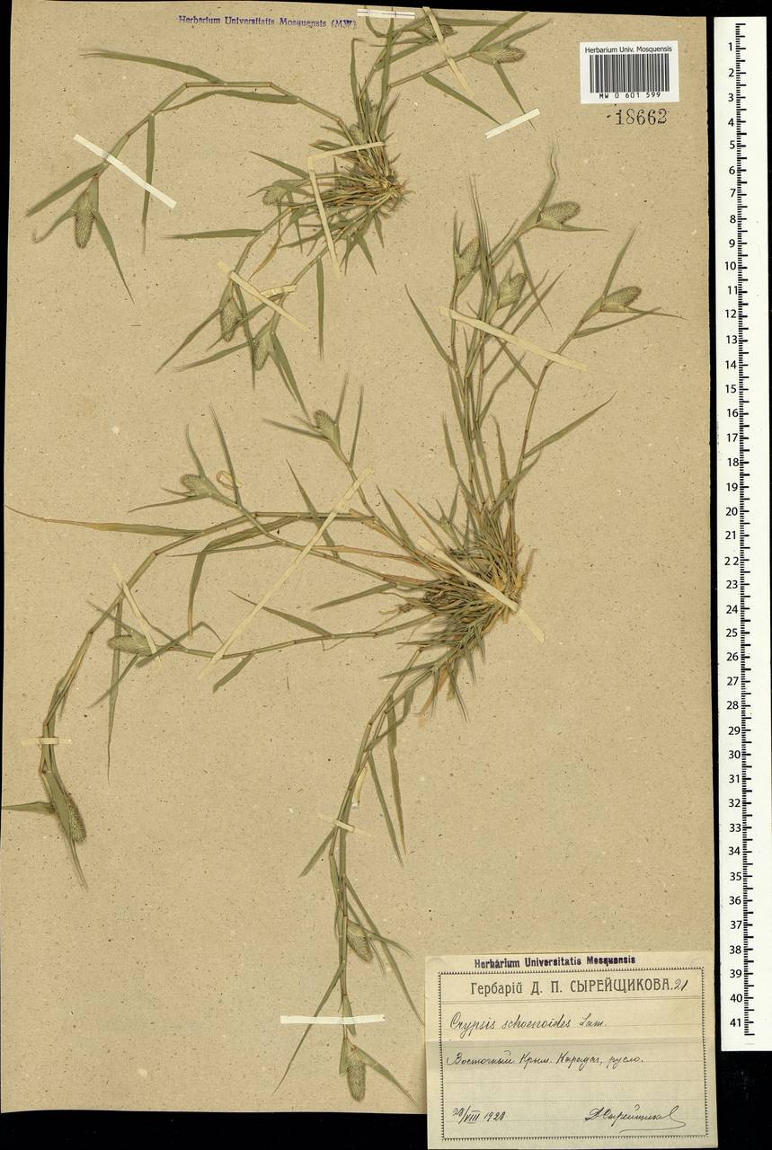 Sporobolus schoenoides (L.) P.M.Peterson, Crimea (KRYM) (Russia)