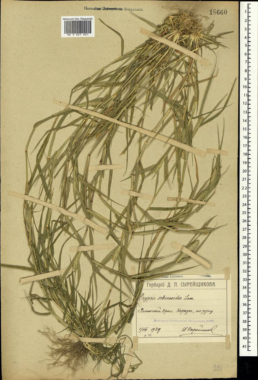 Sporobolus schoenoides (L.) P.M.Peterson, Crimea (KRYM) (Russia)