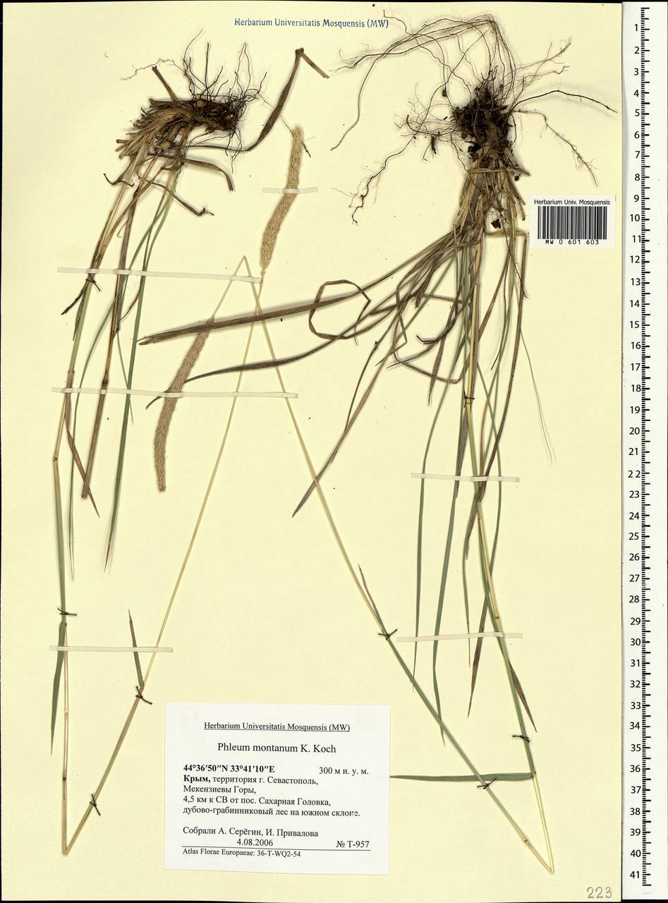 Phleum montanum K.Koch, Crimea (KRYM) (Russia)