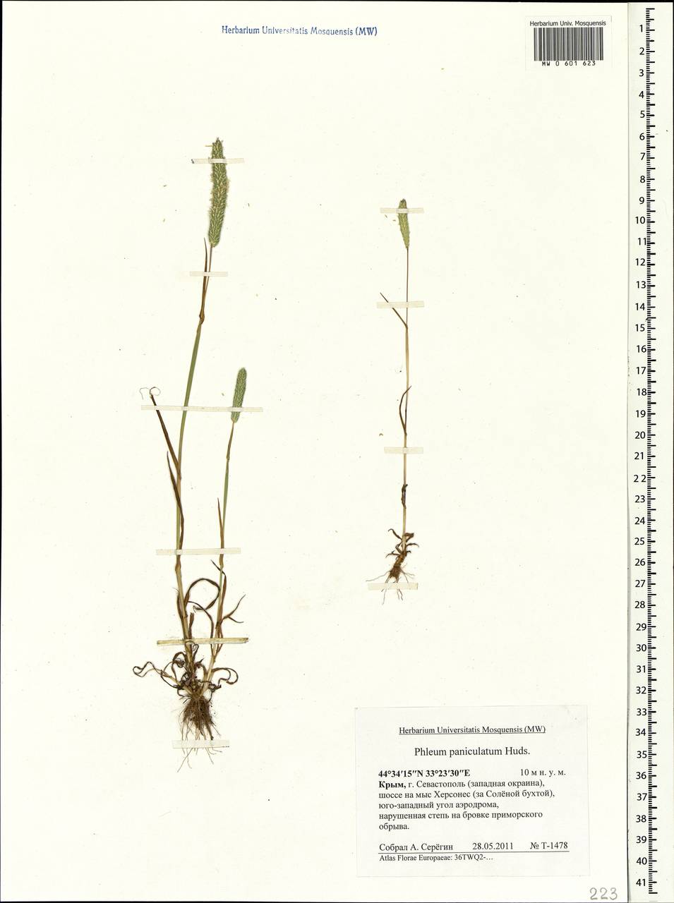 Phleum paniculatum Huds., Crimea (KRYM) (Russia)