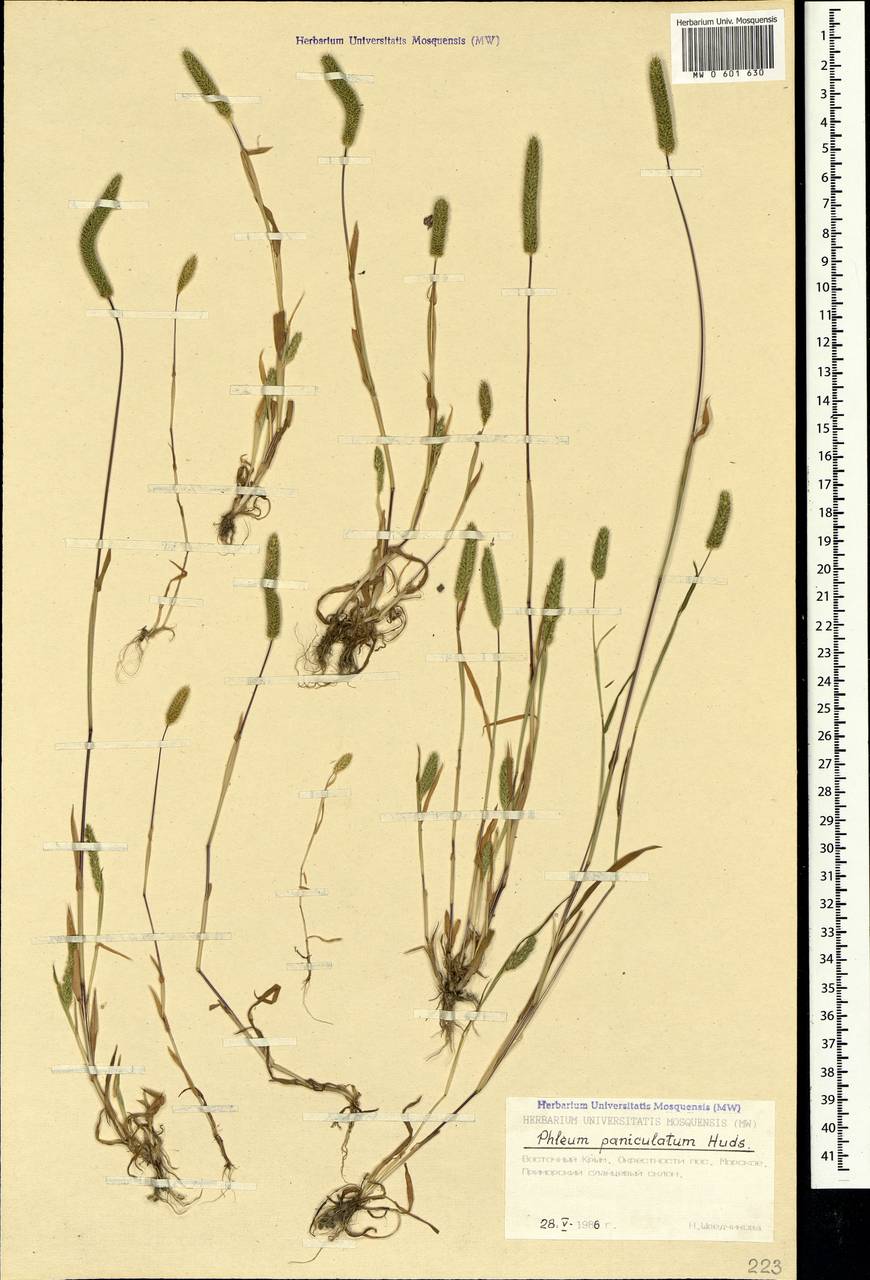Phleum paniculatum Huds., Crimea (KRYM) (Russia)