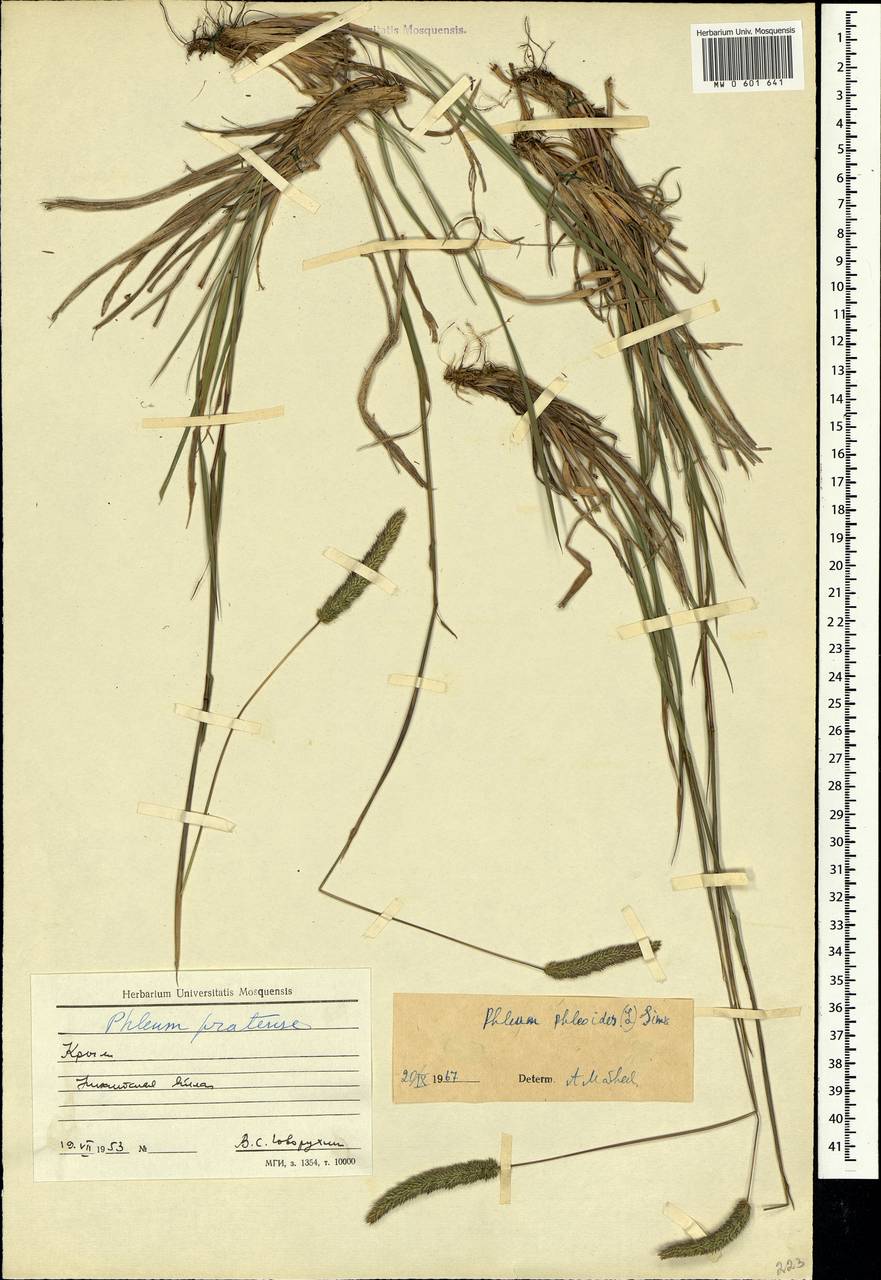 Phleum phleoides (L.) H.Karst., Crimea (KRYM) (Russia)