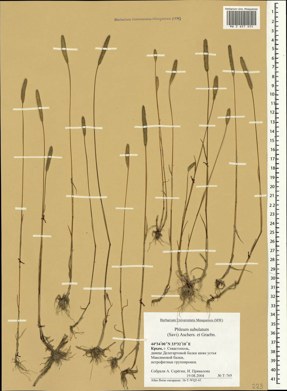 Phleum subulatum (Savi) Asch. & Graebn., Crimea (KRYM) (Russia)