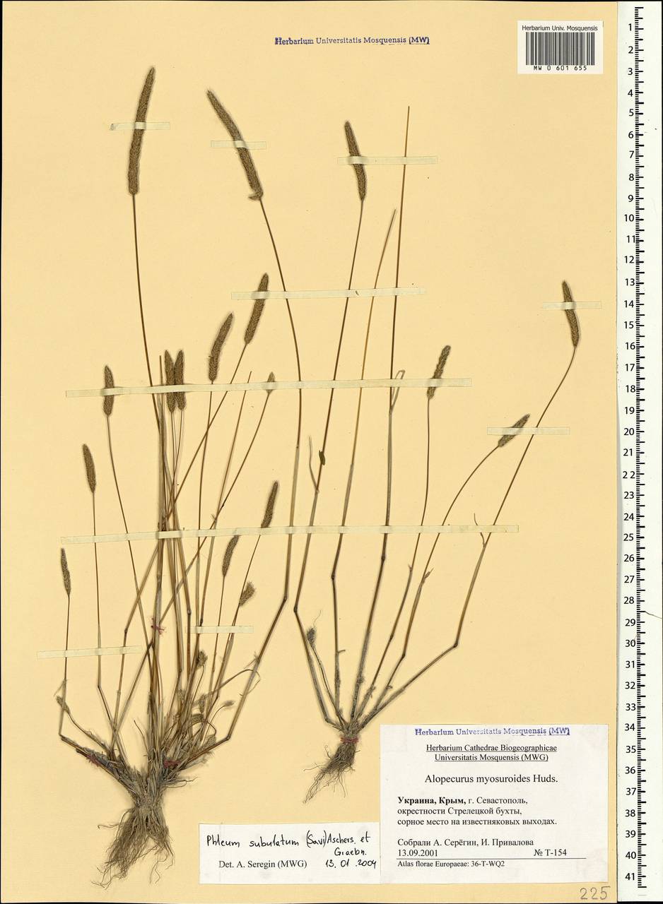 Phleum subulatum (Savi) Asch. & Graebn., Crimea (KRYM) (Russia)