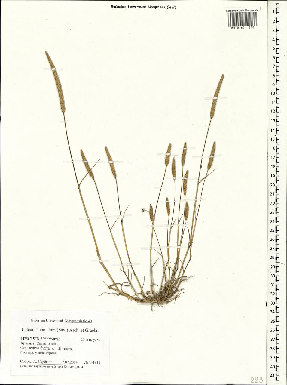 Phleum subulatum (Savi) Asch. & Graebn., Crimea (KRYM) (Russia)