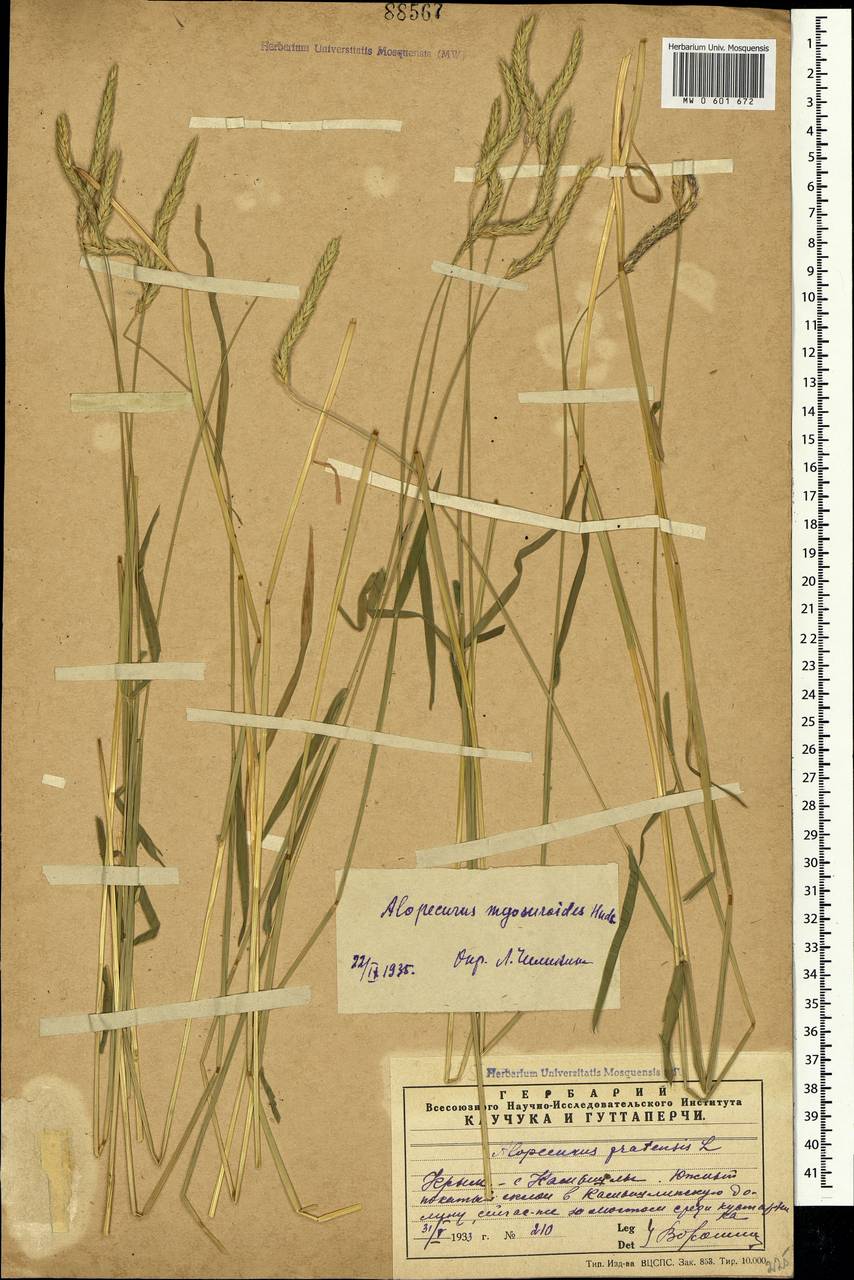 Alopecurus myosuroides Huds., Crimea (KRYM) (Russia)