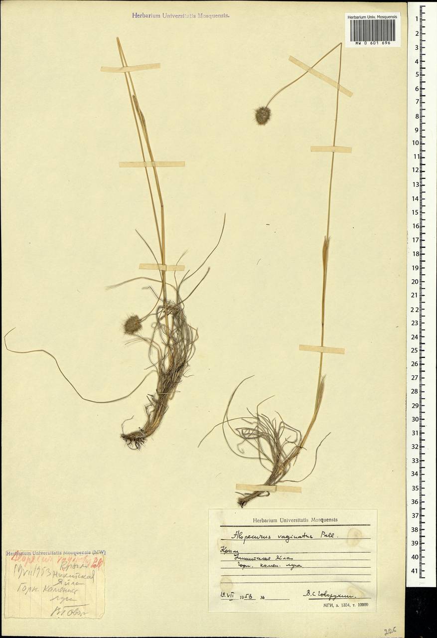 Alopecurus vaginatus (Willd.) Kunth, Crimea (KRYM) (Russia)