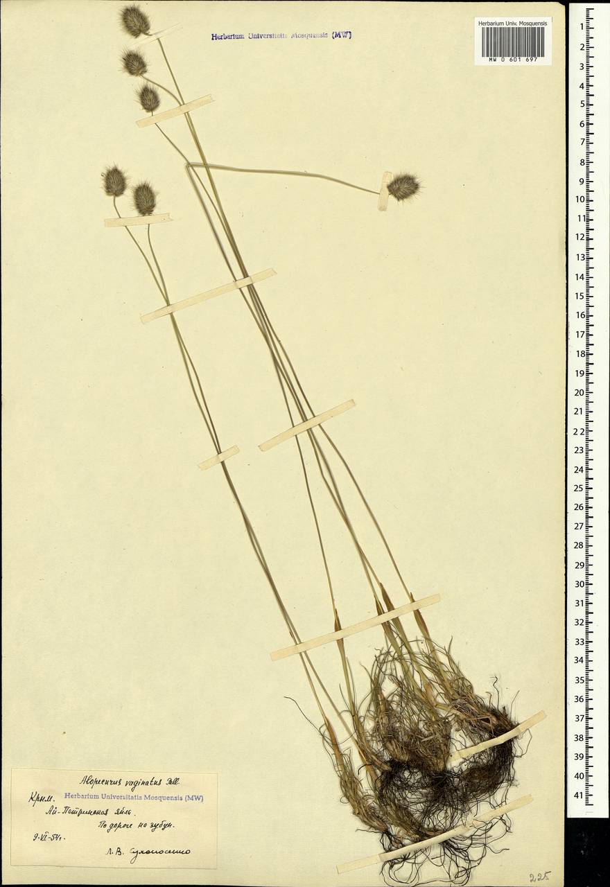 Alopecurus vaginatus (Willd.) Kunth, Crimea (KRYM) (Russia)