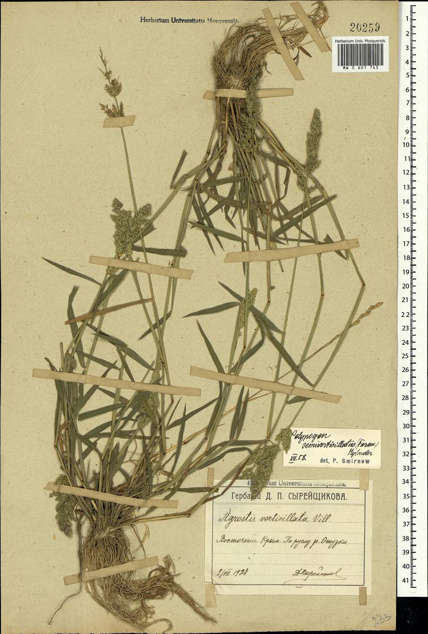 Polypogon viridis (Gouan) Breistr., Crimea (KRYM) (Russia)