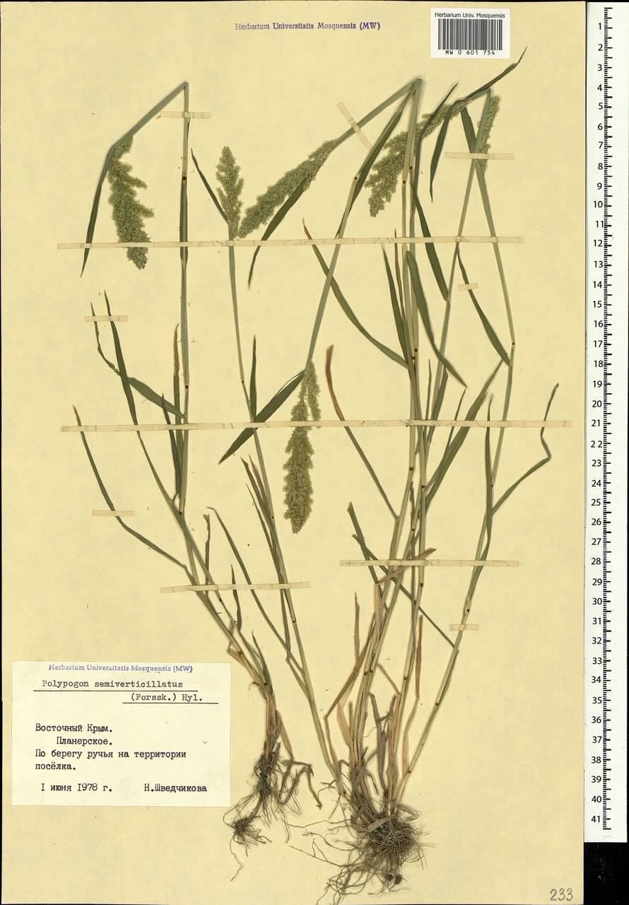 Polypogon viridis (Gouan) Breistr., Crimea (KRYM) (Russia)