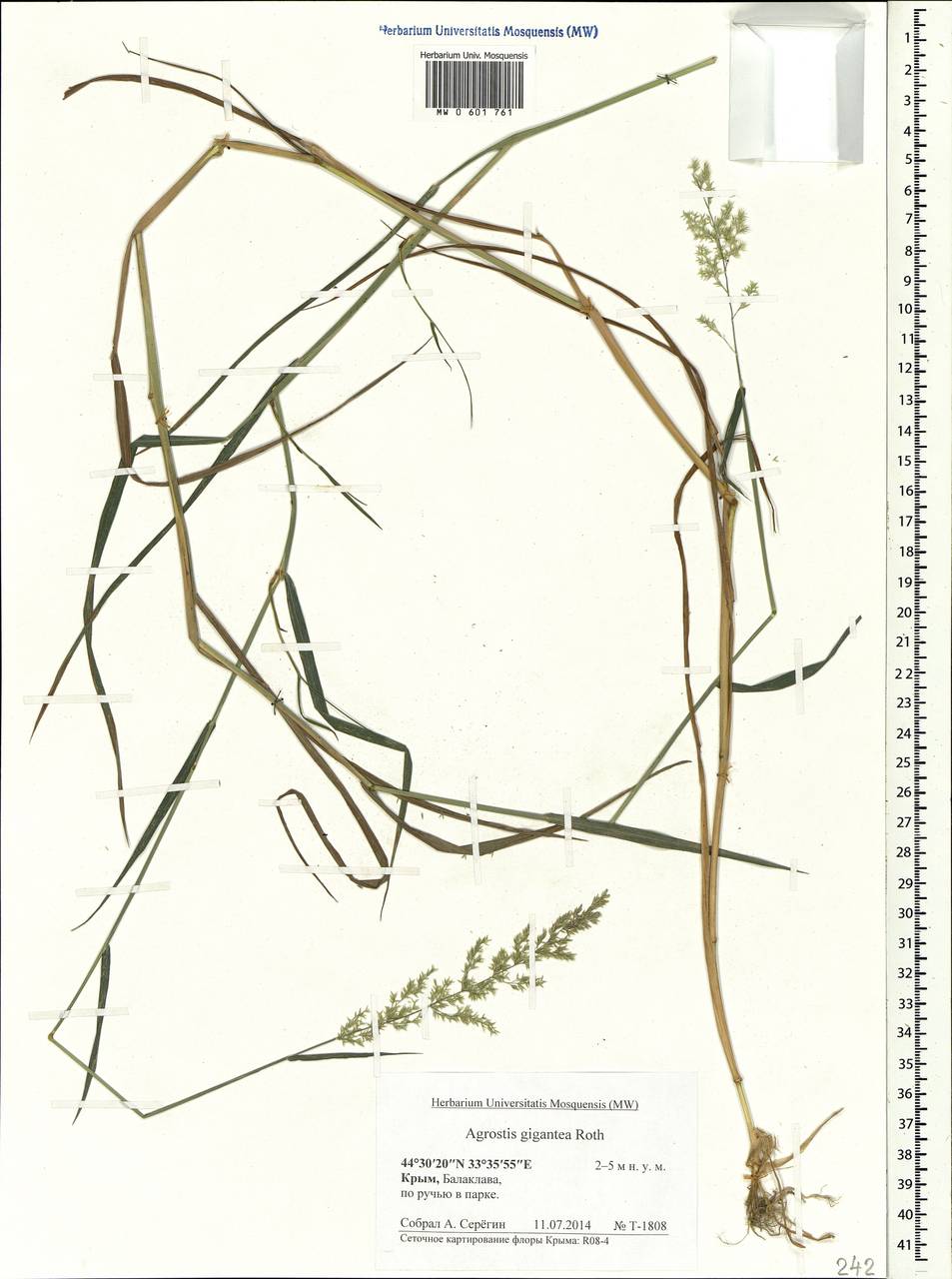 Agrostis gigantea Roth, Crimea (KRYM) (Russia)