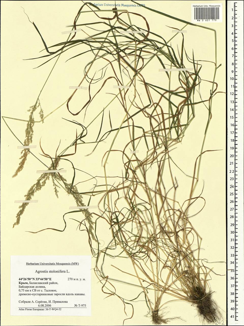 Agrostis stolonifera L., Crimea (KRYM) (Russia)