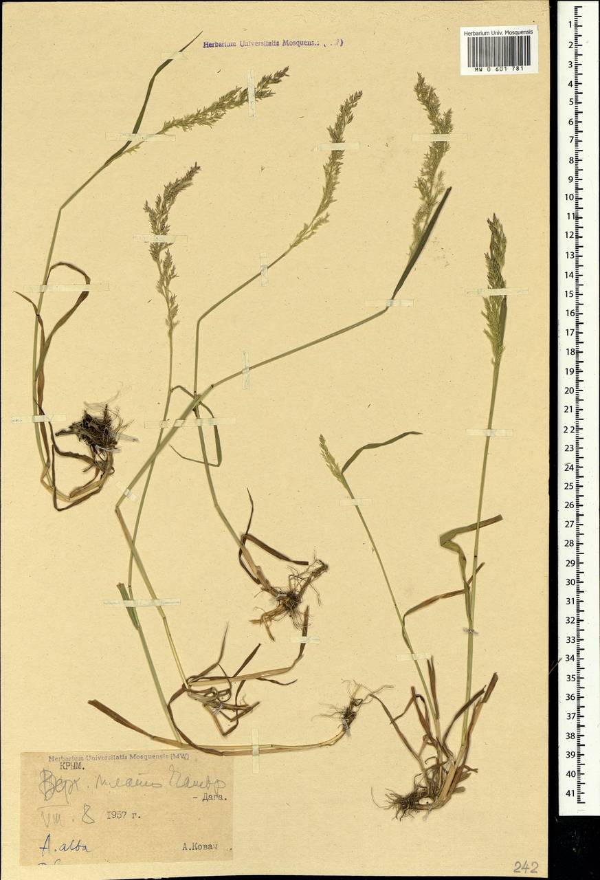 Agrostis stolonifera L., Crimea (KRYM) (Russia)