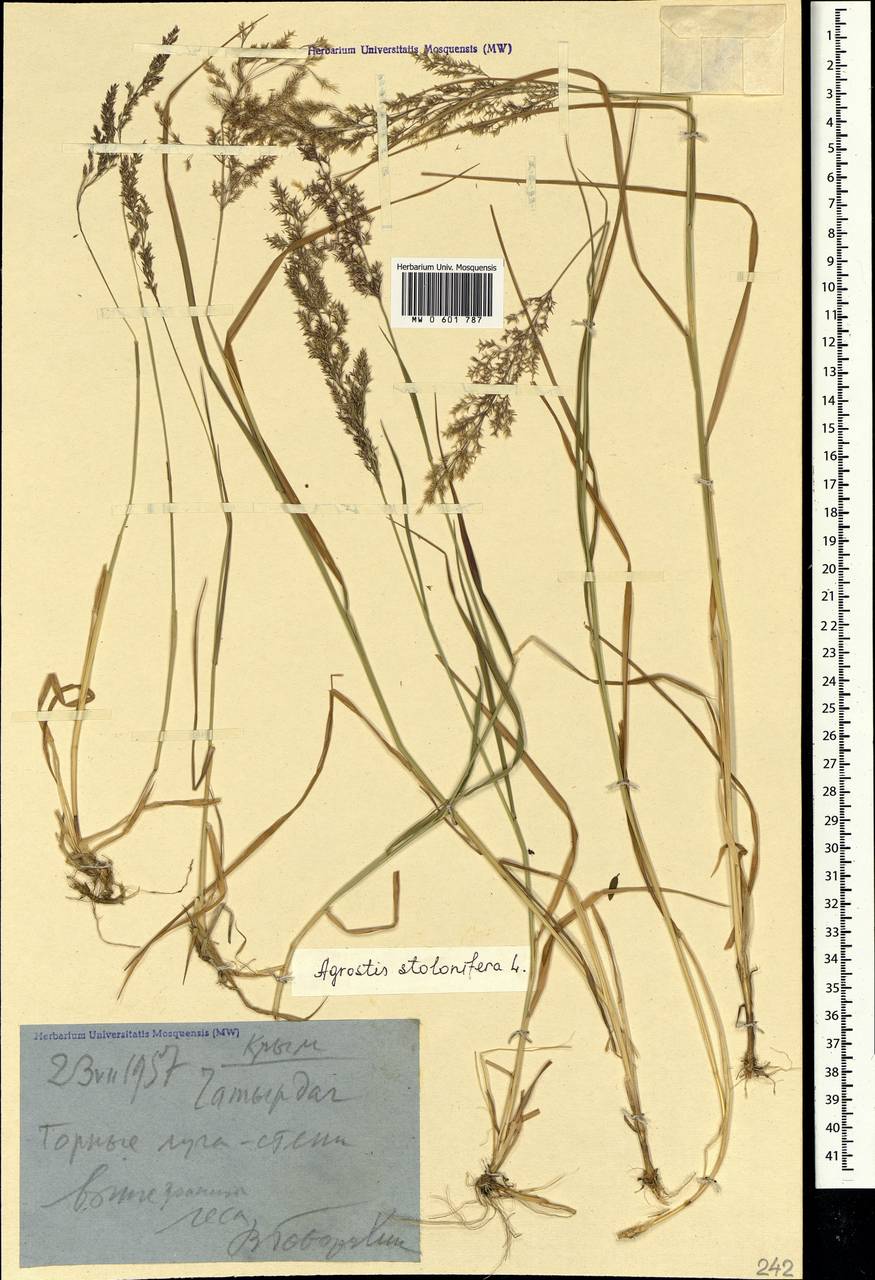 Agrostis stolonifera L., Crimea (KRYM) (Russia)