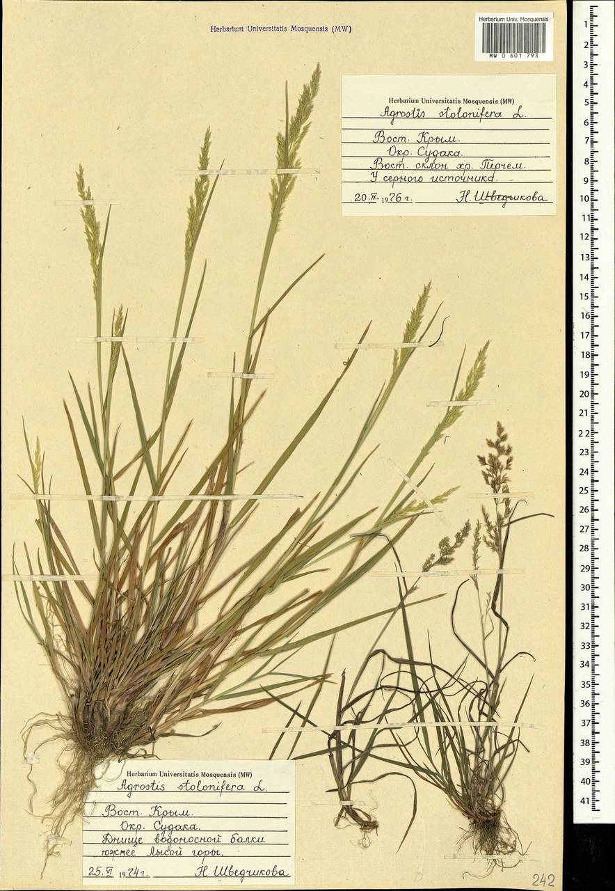 Agrostis stolonifera L., Crimea (KRYM) (Russia)