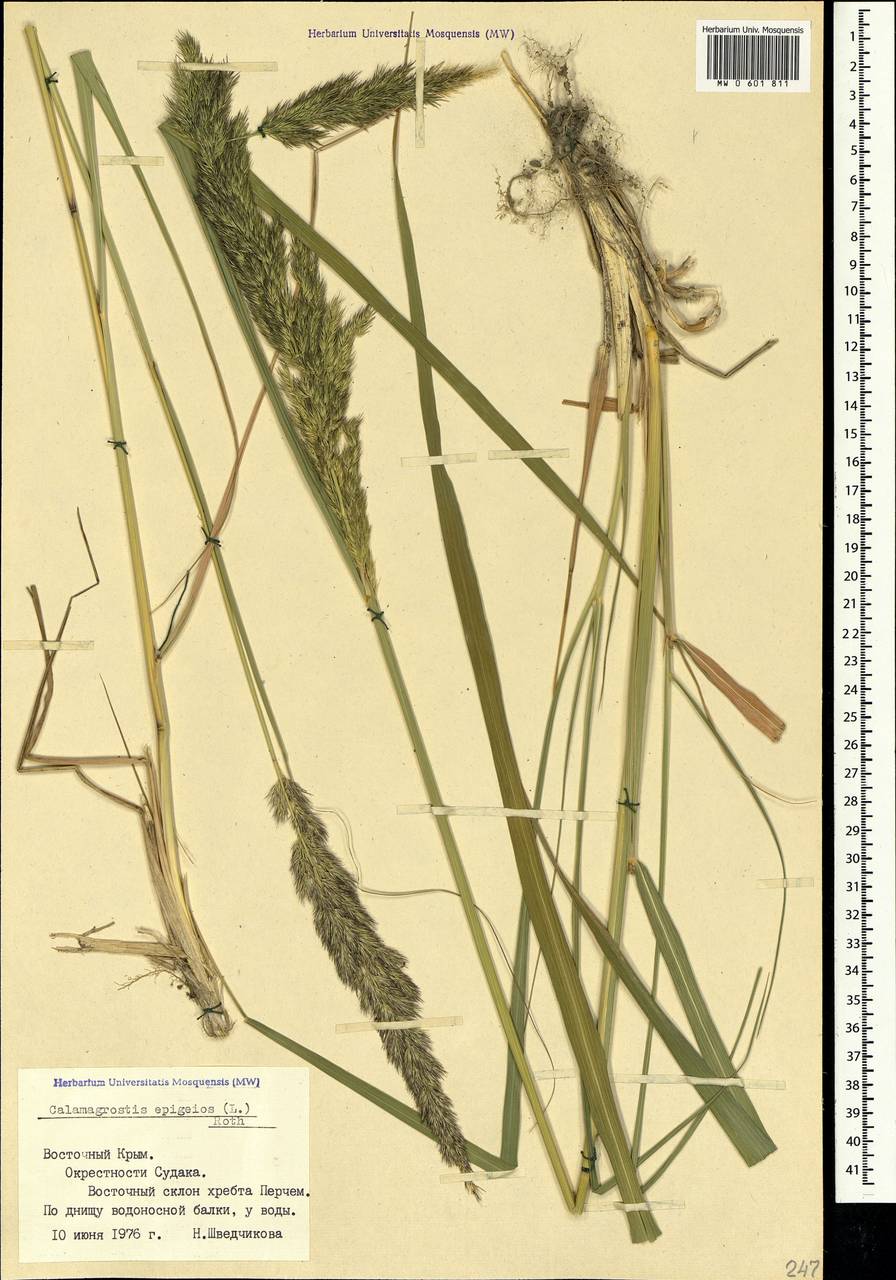 Calamagrostis epigejos (L.) Roth, Crimea (KRYM) (Russia)