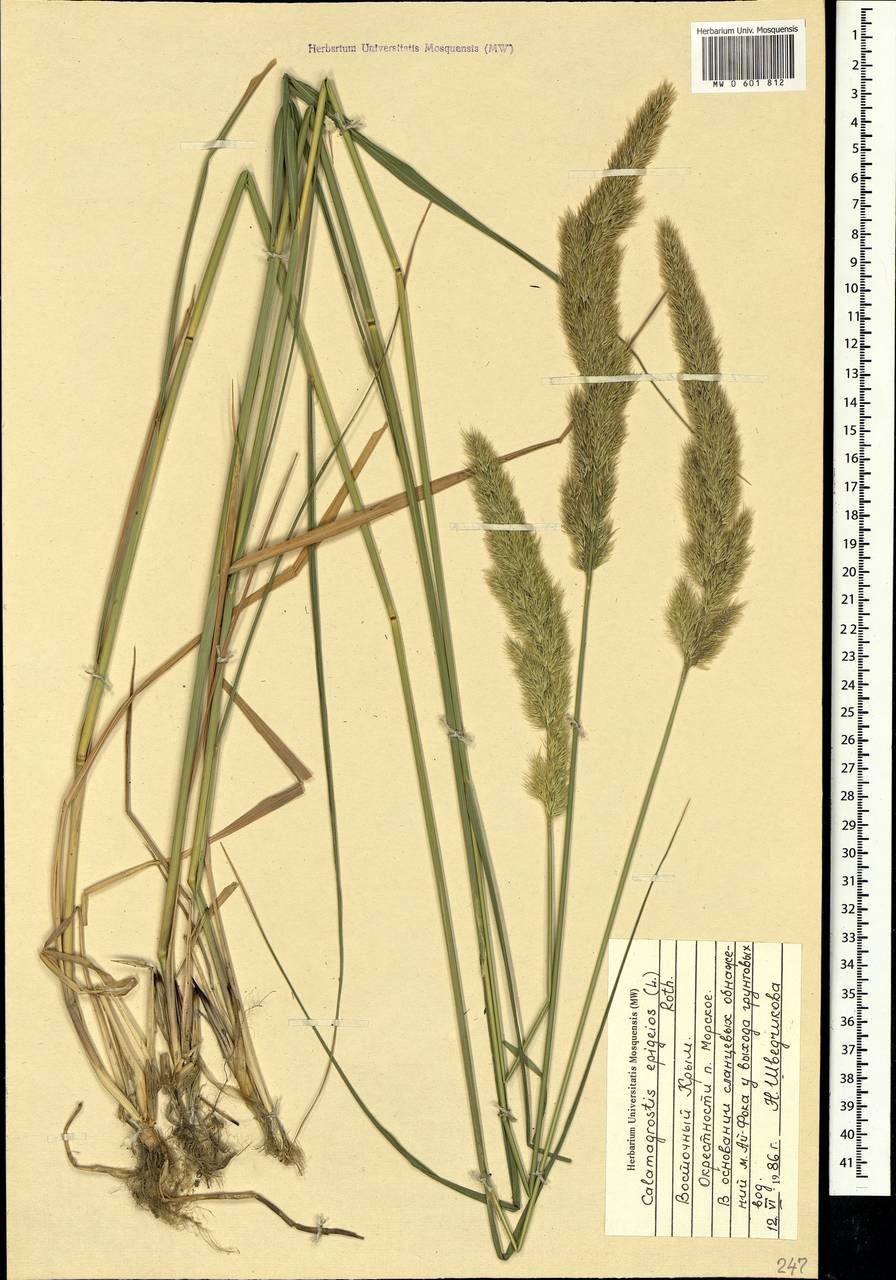 Calamagrostis epigejos (L.) Roth, Crimea (KRYM) (Russia)
