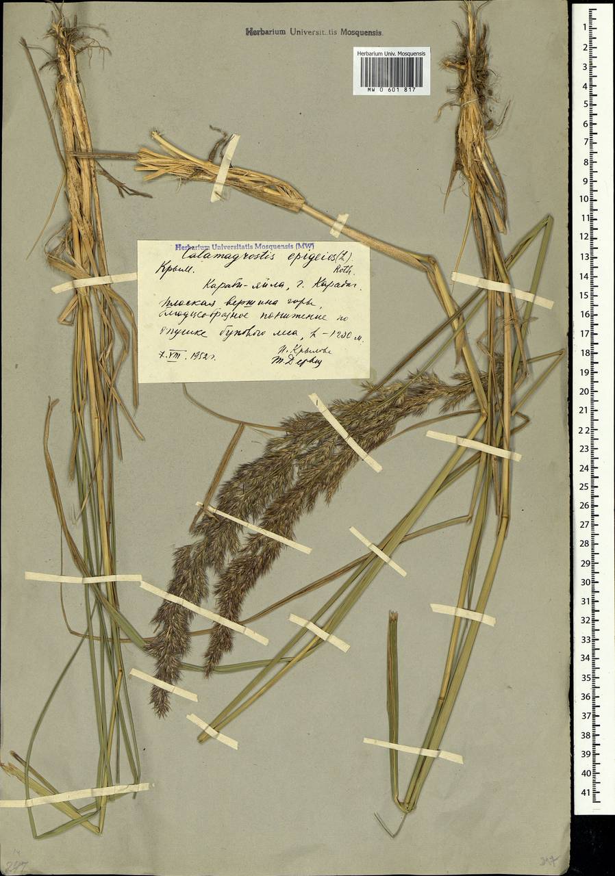 Calamagrostis epigejos (L.) Roth, Crimea (KRYM) (Russia)