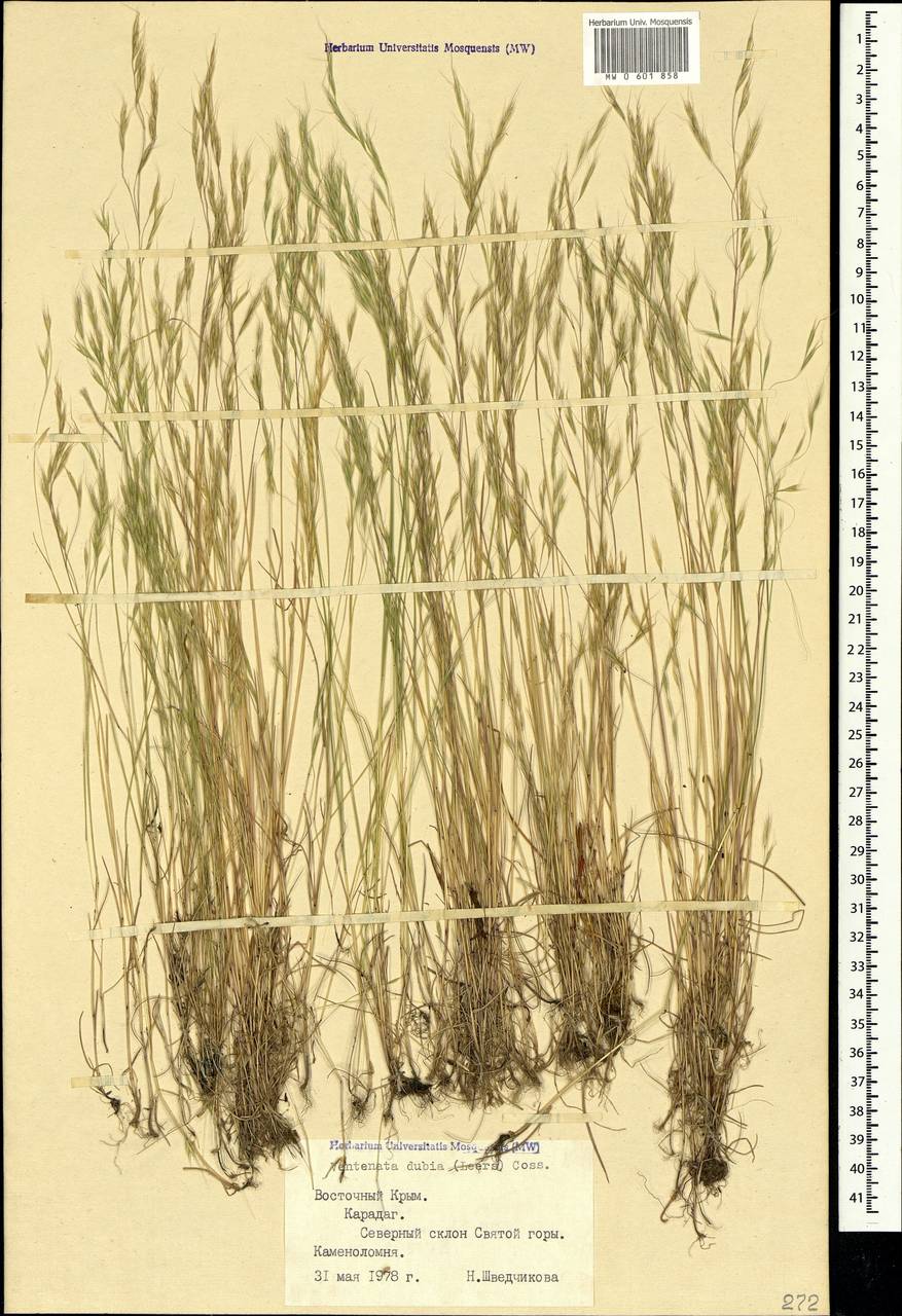Ventenata dubia (Leers) Coss. & Durieu, Crimea (KRYM) (Russia)