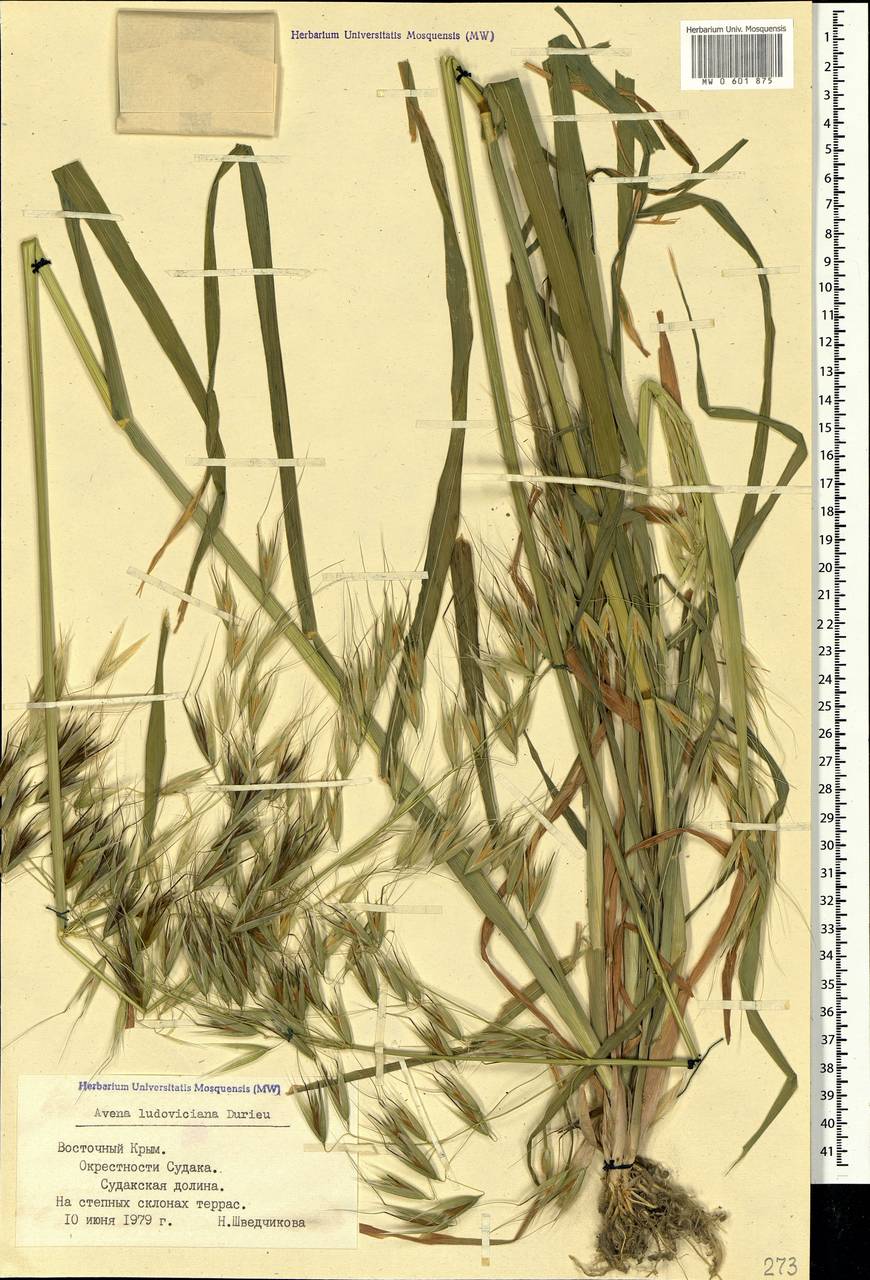 Avena sterilis subsp. ludoviciana (Durieu) Gillet & Magne, Crimea (KRYM) (Russia)