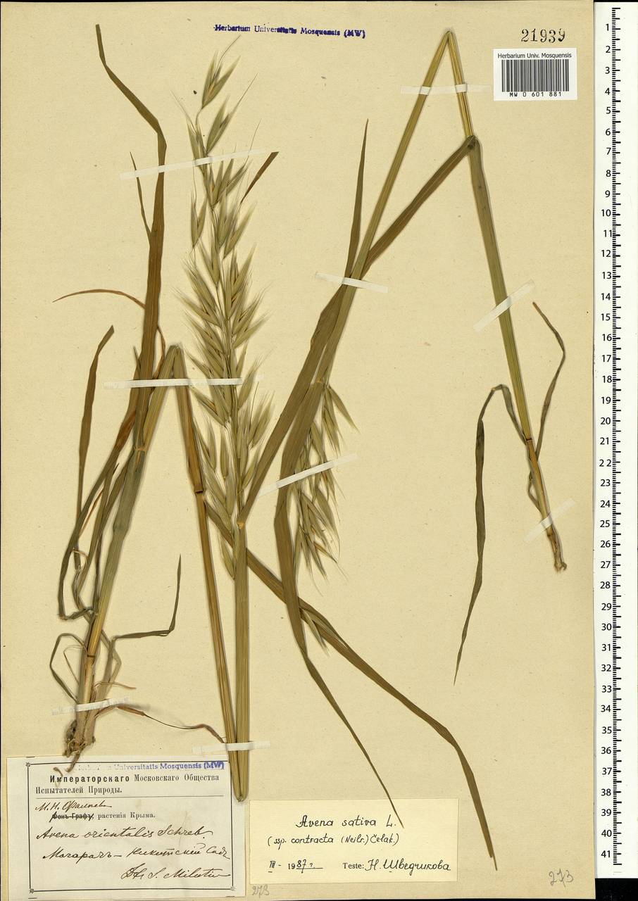 Avena sativa L., Crimea (KRYM) (Russia)