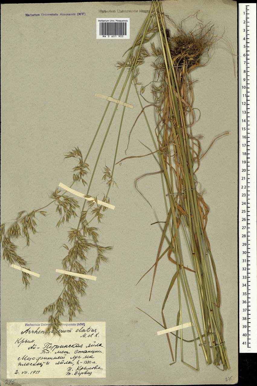 Arrhenatherum elatius (L.) P.Beauv. ex J.Presl & C.Presl., Crimea (KRYM) (Russia)