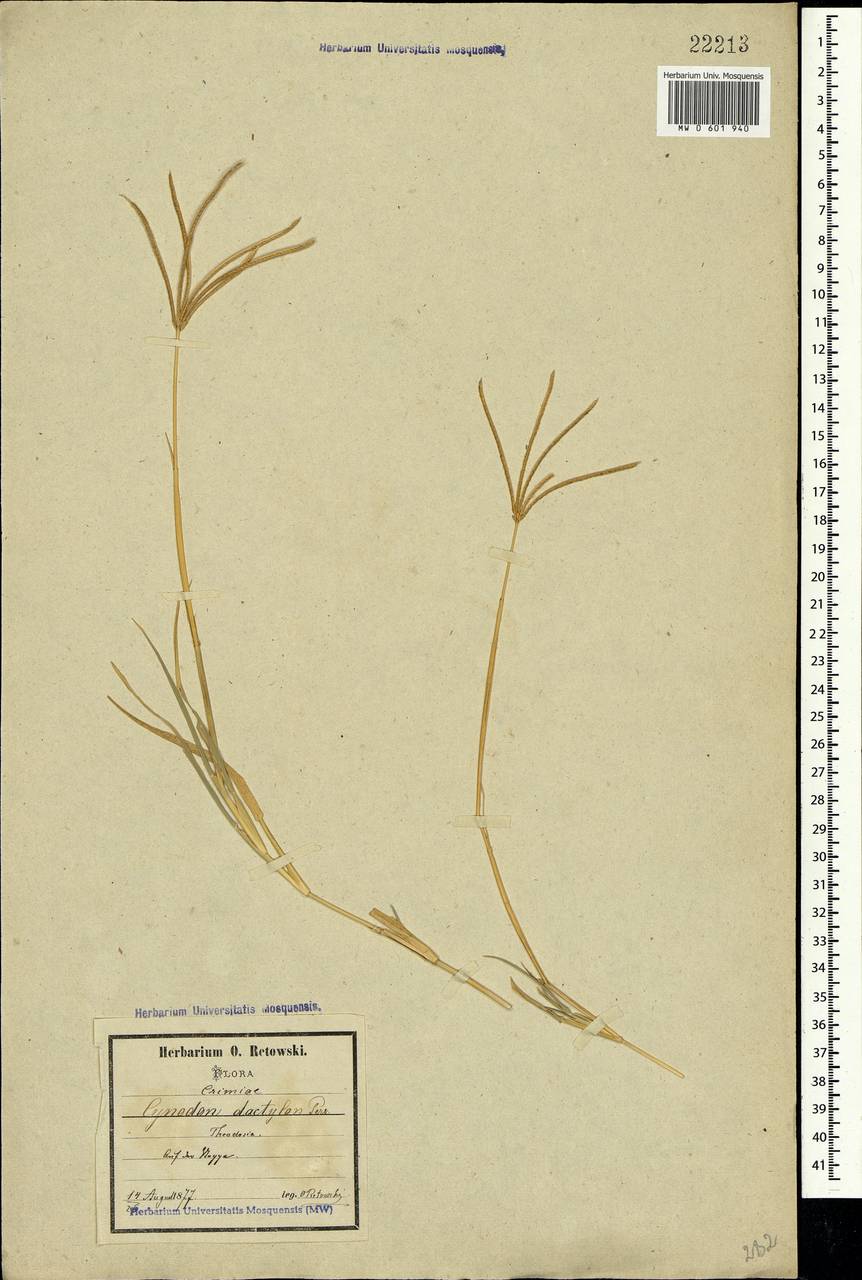 Cynodon dactylon (L.) Pers., Crimea (KRYM) (Russia)