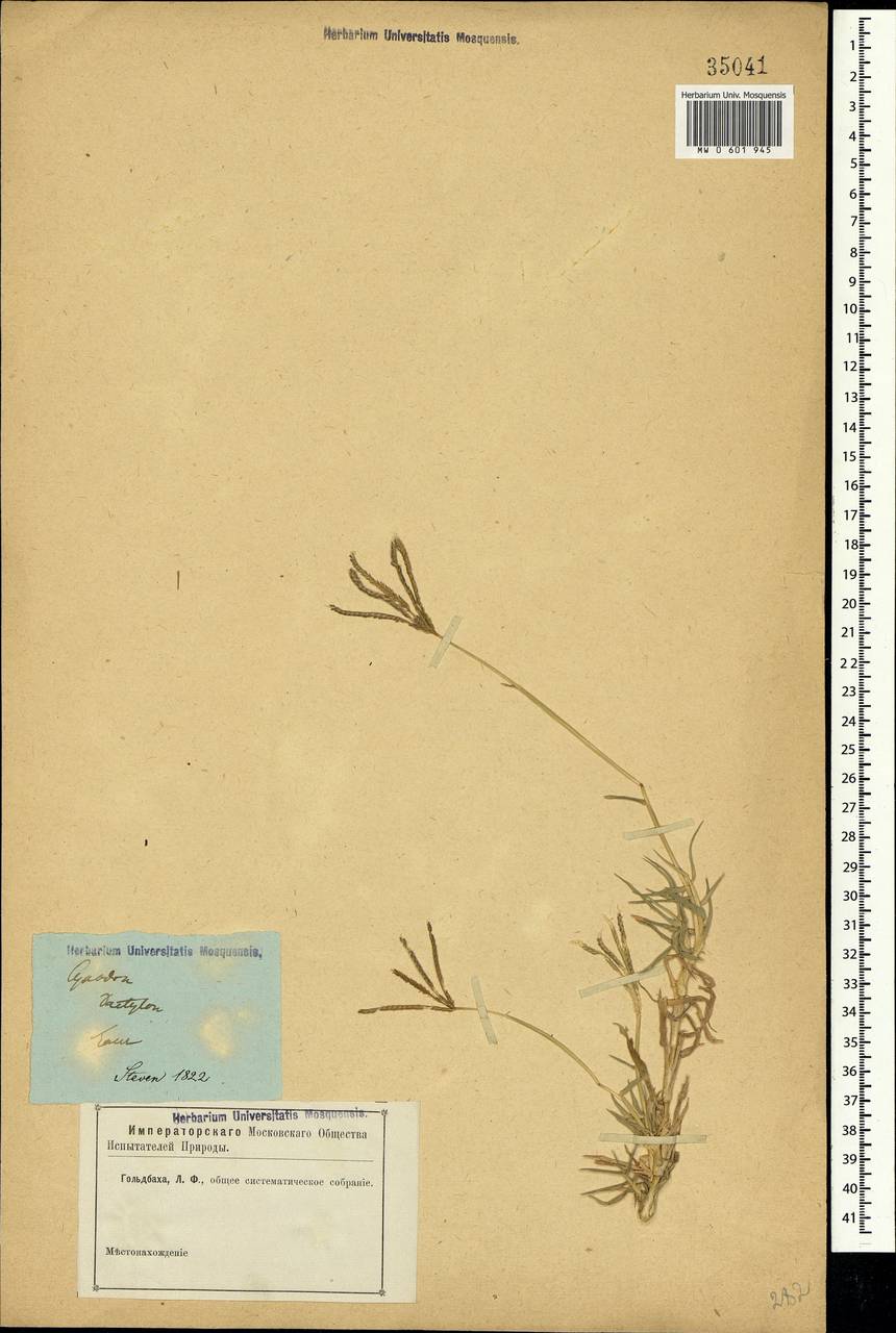Cynodon dactylon (L.) Pers., Crimea (KRYM) (Russia)