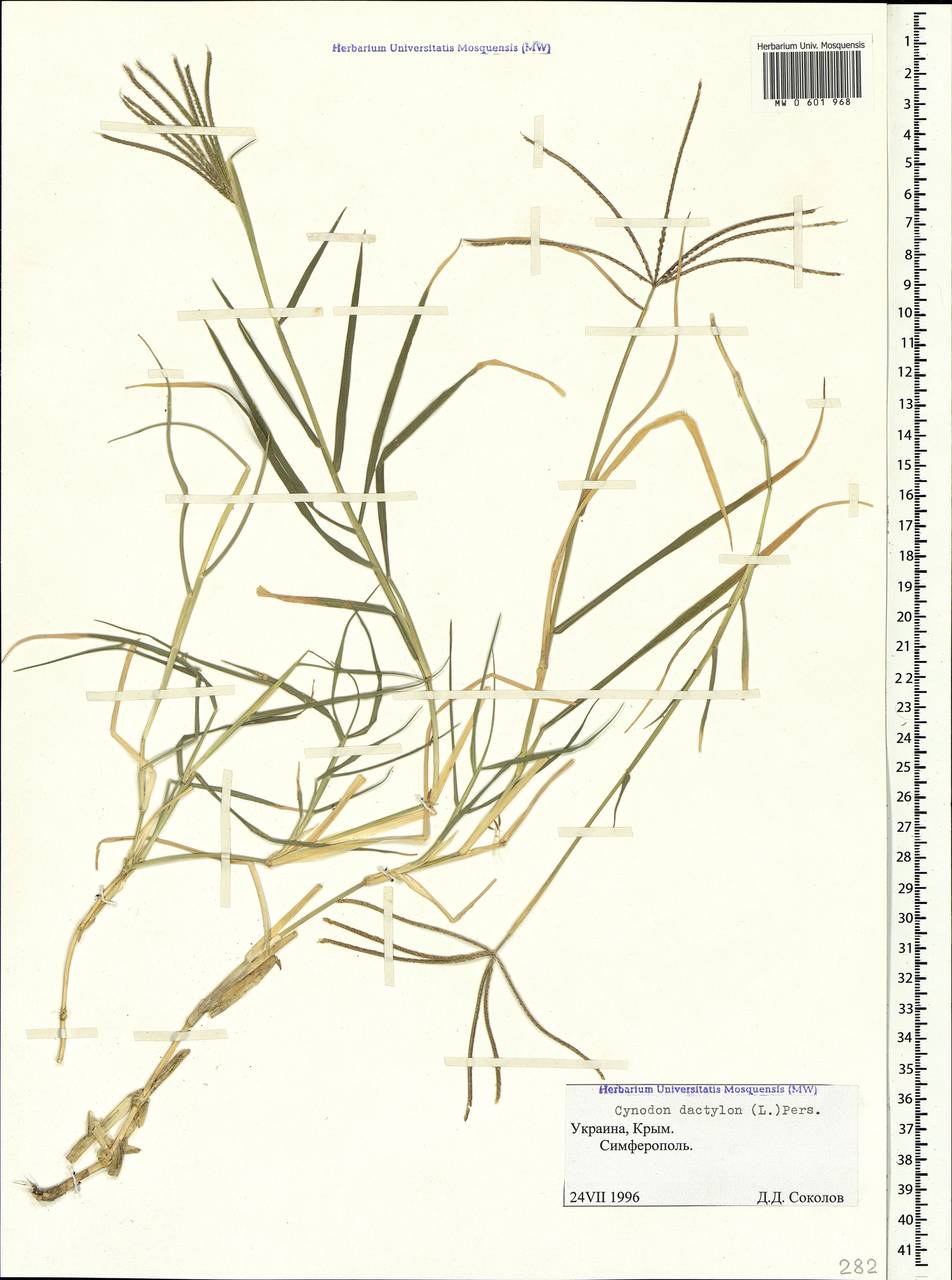 Cynodon dactylon (L.) Pers., Crimea (KRYM) (Russia)