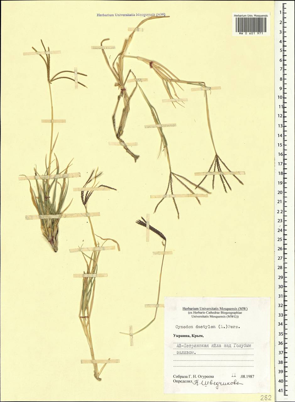 Cynodon dactylon (L.) Pers., Crimea (KRYM) (Russia)