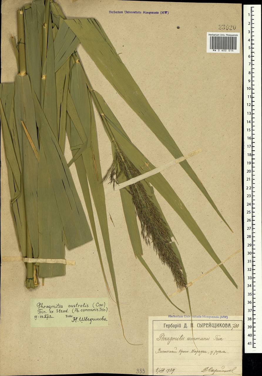 Phragmites australis (Cav.) Trin. ex Steud., Crimea (KRYM) (Russia)