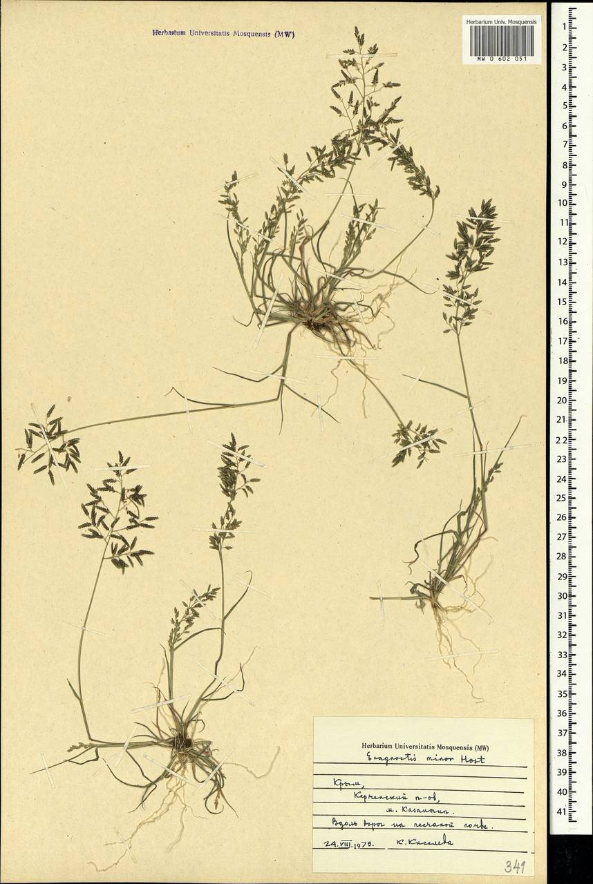 Eragrostis minor Host, Crimea (KRYM) (Russia)
