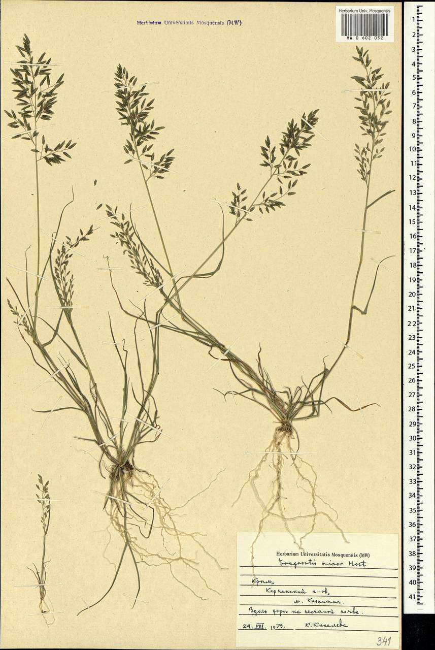 Eragrostis minor Host, Crimea (KRYM) (Russia)