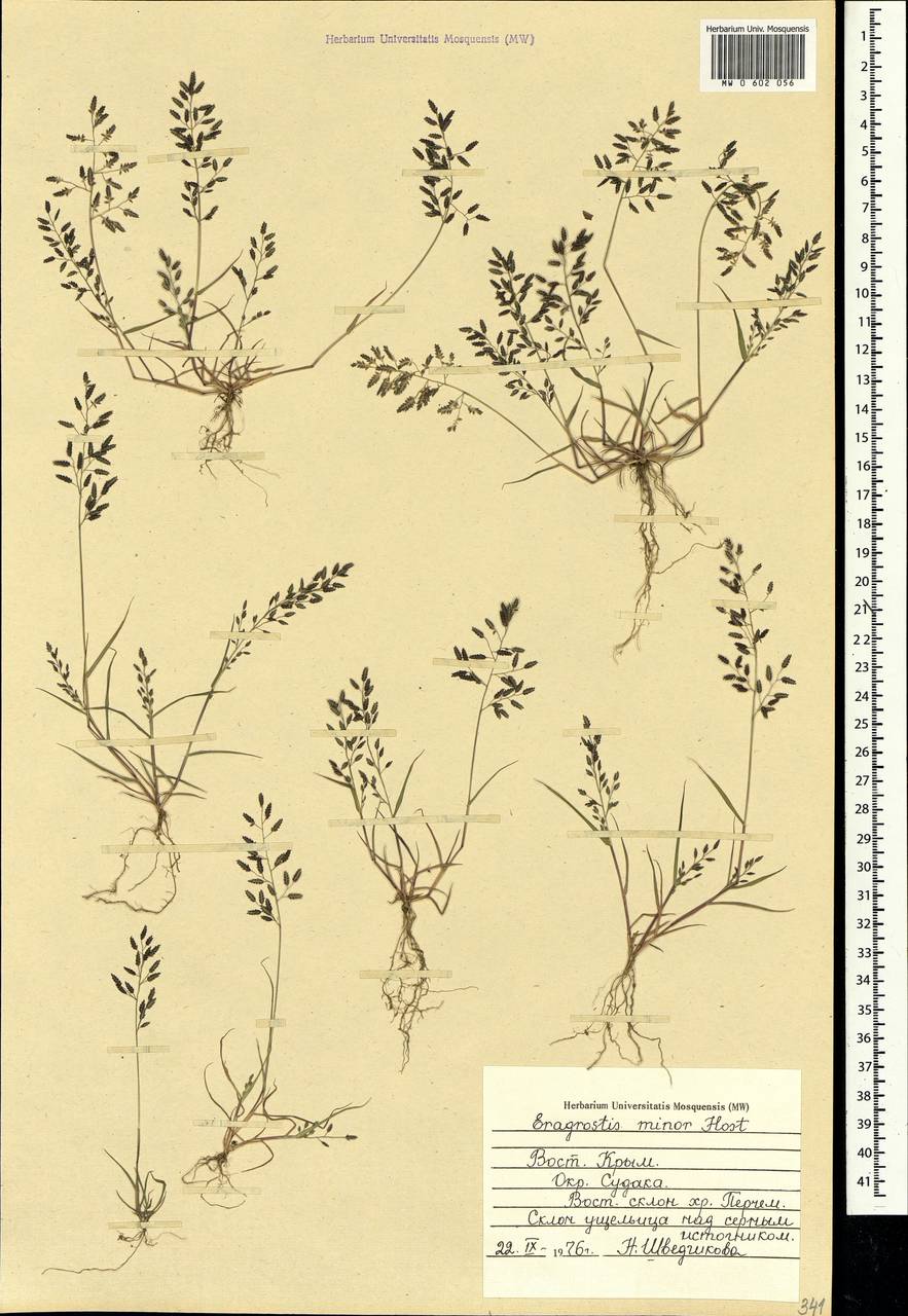 Eragrostis minor Host, Crimea (KRYM) (Russia)